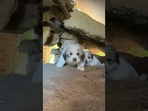 Great Pyrenees Puppies!! #livestockguardiandog #farmlife #puppies #cute