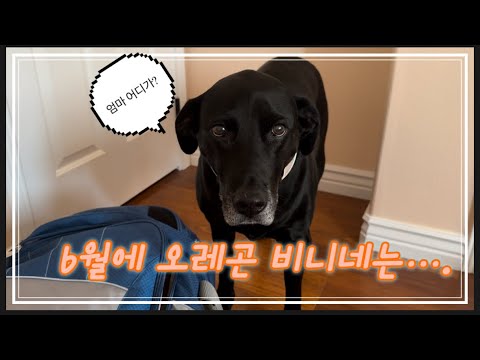 [ENG]🇺🇸 6월 오레곤 비니네 소소한 이야기 (초간단 오이지), What happened at Binnie's Place in June