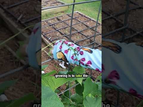 Guide Cucumbers to Grow Up a Trellis