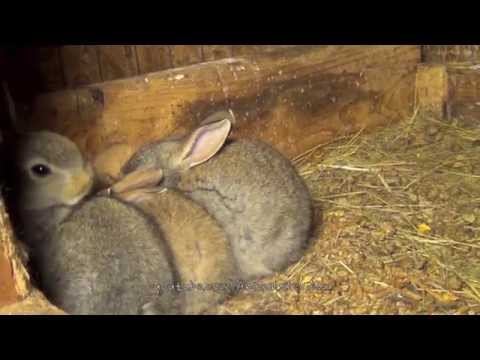 Flemish Giant Bunny Rabbit Babies