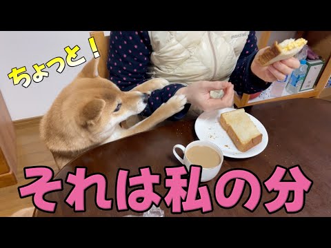 それは私の分！お母さんの朝ごはんを狙う柴犬こなつ　ささみとかぼちゃとキャベツASMR