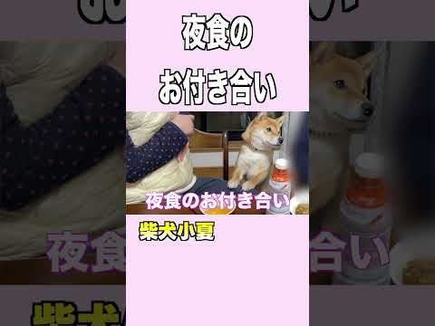 夜食のお付き合い #柴犬