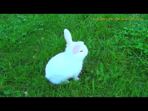 White baby bunny with red eyes walking outside first time