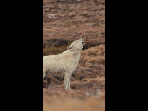 A wolf pack’s howls can carry up to 10 miles—a call to unite before the hunt🐺#KingdomOfTheWhiteWolf