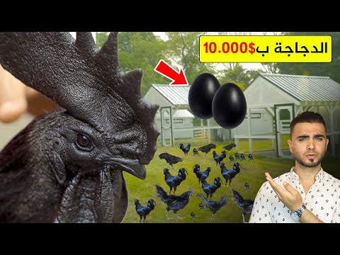 تربية أغلى دجاج في العالم 🤔 دجاج أيام سيماني الأسود 🐔دجاج لامبورغيني فقط للملوك!؟