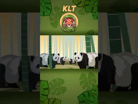 Pandas Eat A LOT of Bamboo! | Animal Songs For Kids | KLT WILD #shorts