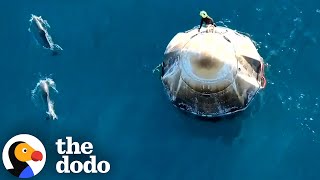 Dolphins Welcome NASA Astronauts Back to Earth in Stunning Encounter | The Dodo