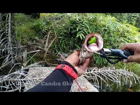 SOFT FROG DOUBLE BLADE MEMBUAT IKAN PREDATOR EMOSI || CASTING IKAN GABUS || SHIMANO CURADO DC #012