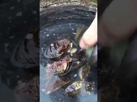 Mussel Boil On Coast Of Newfoundland