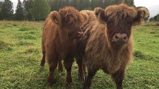 Scottish Highland Cattle In Finland: Fluffy calves mooing moo moo moo