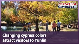 Changing cypress colors attract visitors to Yunlin｜Taiwan News