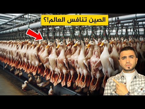 تربية البط في الصين😱 مزارع بط متطورة بشكل مذهل😫 التحكم بمليون بطة في مزارع كبيرة!؟