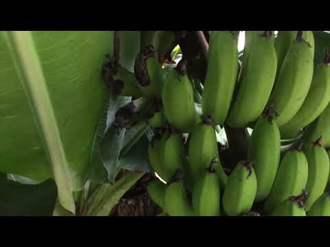 Banana tree update