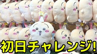 [Chiikawa] What is the opening day setting for the birthday BIG stuffed rabbit?