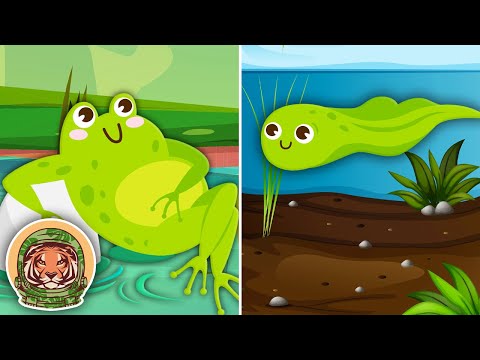 Let's Learn About Frogs! | Animal Songs For Kids | KLT WILD