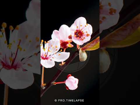 🌸CHERRY BLOSSOM🌸 Time Lapse #shorts