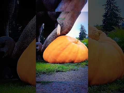 The Biggest Pumpkin 🎃 #pumpkin #viralshort #viralvideo #memes #4u #foryou #aura #funny #fun #tiktok