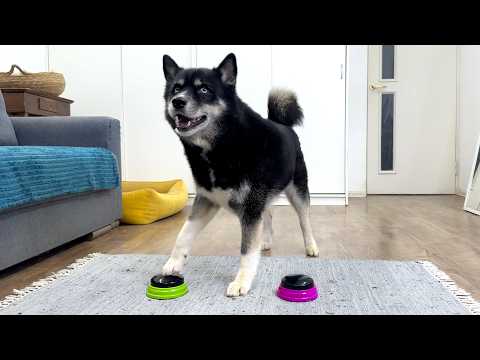 We Found Out the Whole Truth! Husky Confesses to Everything Using Talking Buttons