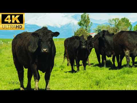 4K RELAXING COW VIDEO | BLACK COW VIDEO | COW MOOING SOUNDS