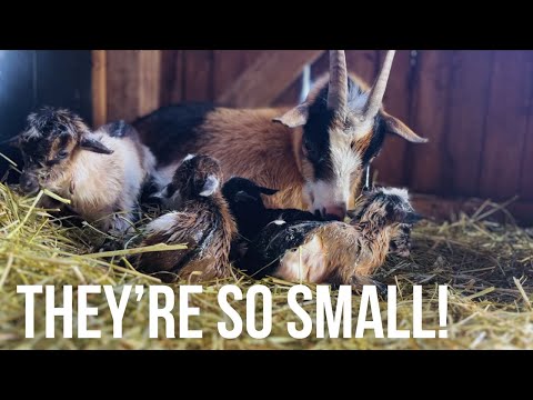 I Was NOT Prepared for this... Miniature goat birth