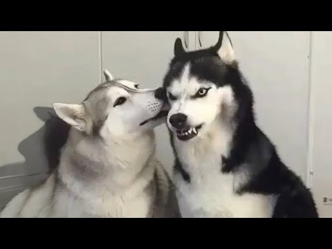 The most DRAMATIC DOG videos of 2024 🤣🐶 Funny Dog Videos