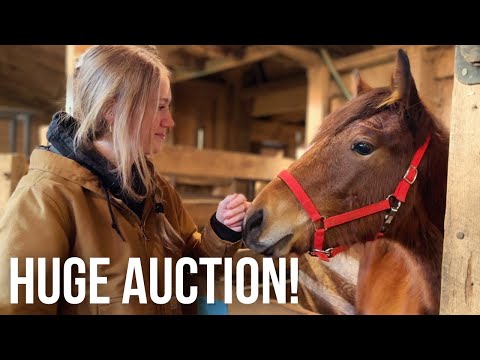 Come with me to a HUGE Draft Horse Auction | 700+ Horses!!