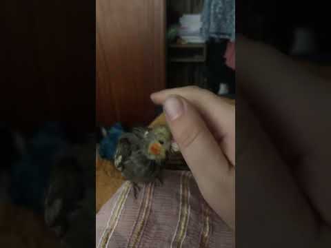 He got mad at the end #cockatiel