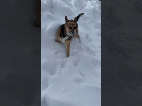 Tabby girl loves the snow! ❤️ #dog #snow #winter #snowdog #fyp #viral