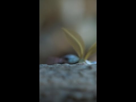 There's more to a luna moth's wings than helping them fly—as this mouse discovers #ARealBugsLife