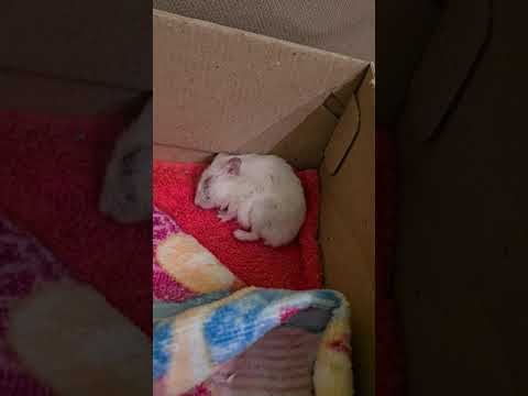 Hamster sleeping in a box🐭😴💤