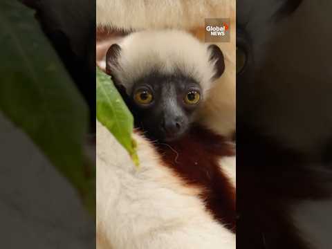 Critically endangered "dancing lemur" baby born at UK zoo