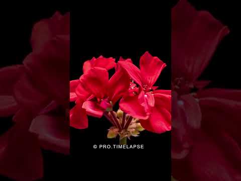 Geranium Flowers Time Lapse #shorts