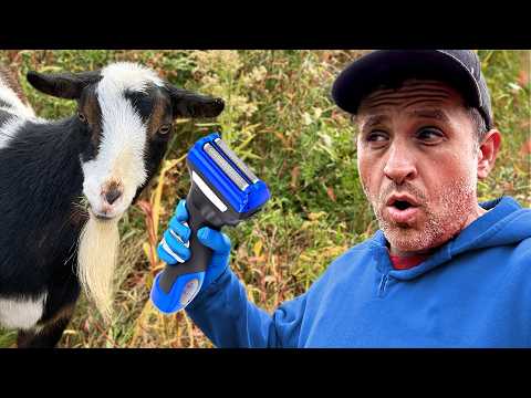 Why I Had to Shave My Goat Goatees