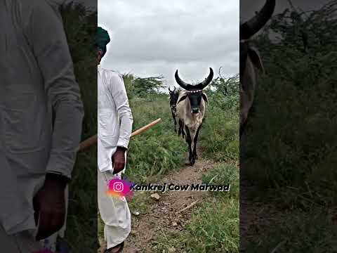 Kankrej Cow Marwad #kankrejcow