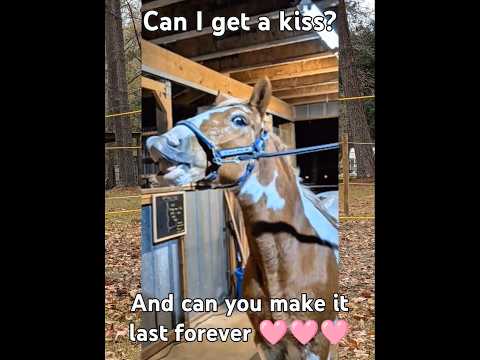 Can I get a kiss? #tylerthecreator  #horses #trendingshorts #equestrian #edit #seeyouagain #lyrics