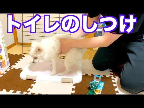 【しつけ】ケージの外でもトイレでちっちしてください！！！トイレスプレーで子犬のトイトレ ぽこあぽこ