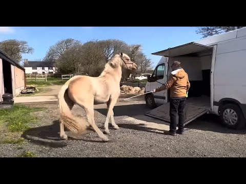 Why wont this horse go into the trailer!