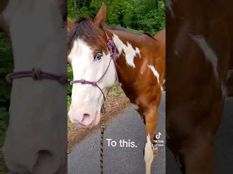 muscle gains. 💪💪 #horse #apha #equestrian #topline #horseexercise