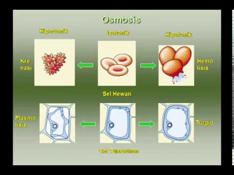 Powerpoin Biologi-PPT01BAB 1 SEL