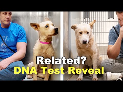 Are Pumpkin and Dixie Related? DNA Test Reveal (🔴 Live)