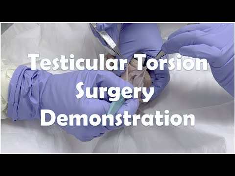 Testicular Torsion Surgery on a Cadaver Model