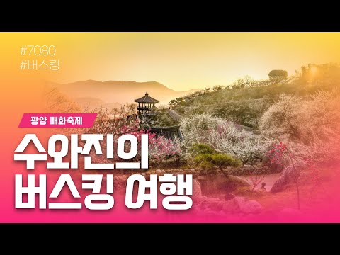 [수와진의 버스킹여행] #광양매화꽃축제 8일차 화이트데이~ (25.3.14) 많이 들 구경 오세요~!