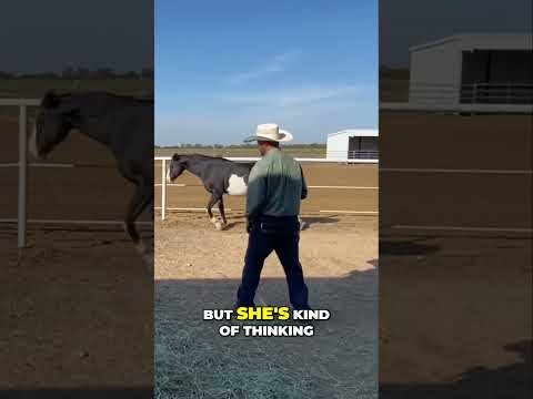 This Might Be The Most Important Thing A Horse Learns To Do