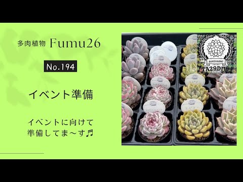 【多肉植物】カット•カット•カット✂️✨イベント用詰め放題多肉たくさんカットしていきます✨