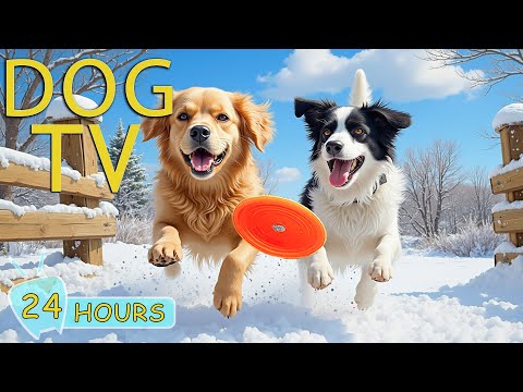 DOG TV for Dogs to Watch: Video Entertainment & Best Relax Music for Dogs Home Alone - Music for Dog