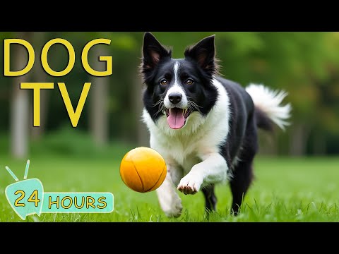 DOG TV: Video Entertain Calm Dog Anxiety & Stress for Dogs When Home Alone - Relax Music for Dogs