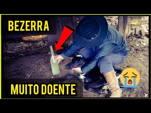 ISSO PODE SALVAR SEU BEZERRO COM DIARREIA ! receita caseira ( POUCOS SABEM )