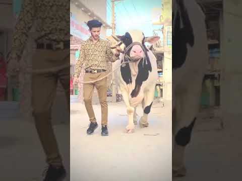 beautiful cow tiktok