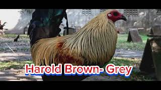 Farmvlog || Harold Brown - Grey #farmlife #chickenbreeds