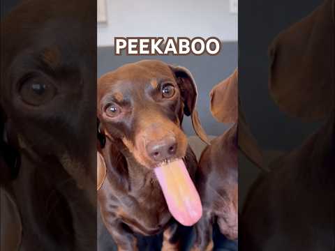 DACHSHUNDS Play PEEKABOO! #minidachshund #puppy #funnydog #dachshund #cutedog #cute #funny #peekaboo